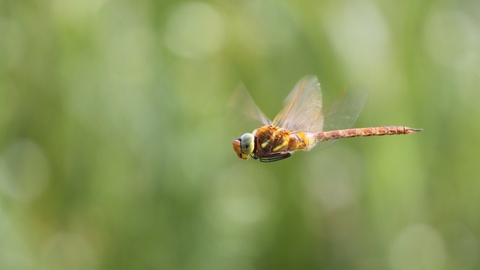 Norfolk hawker dragonfly - Jamie Hall