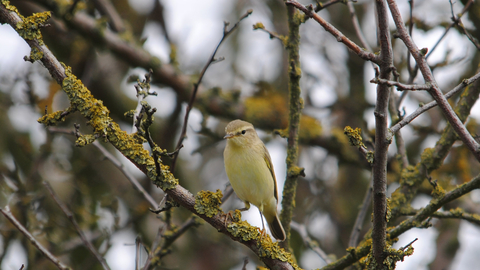 Willow warbler - Amy Lewis