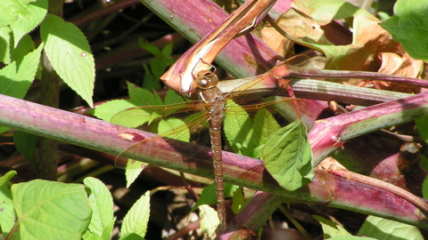 Brown hawker dragonfly - Richard Burkmar