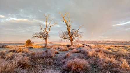 A view of the Carlton Marshes lightning trees on a frosty morning
