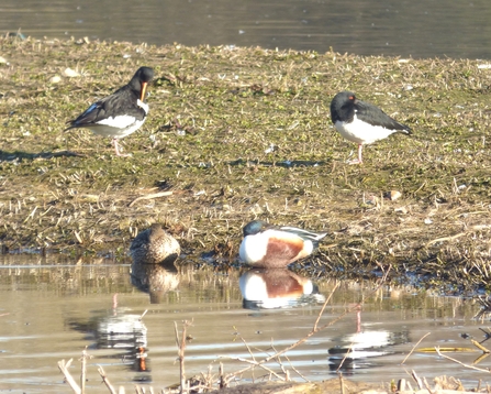 Oystercatchers on the slough