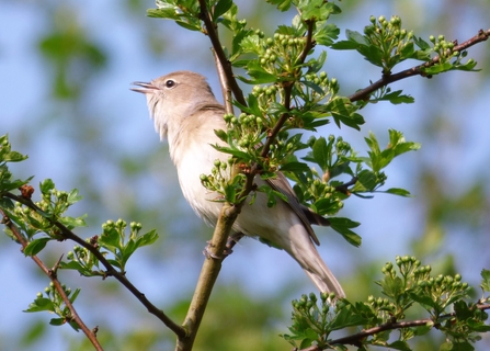 Garden Warbler by Mike Andrews
