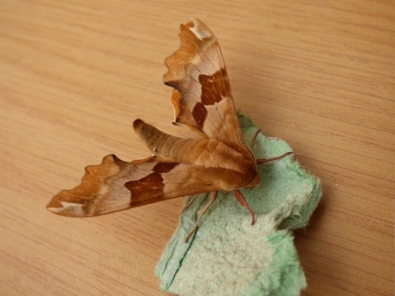 Lime hawkmoth (Brown form)