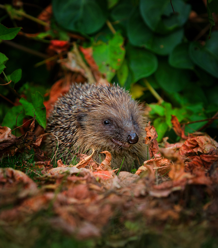 Hedgehog - John Hawkins Suffolk Wildlife Trust