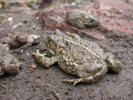 Natterjack toad by Philip Precey