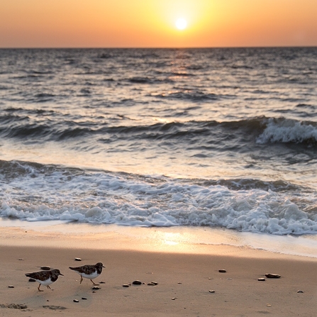 Turnstones and sunrise by Sarah Groves