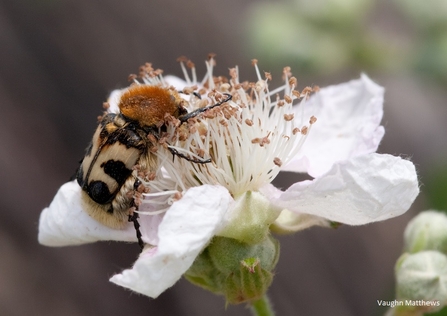 Bee chafer beetle by Vaughn Matthews
