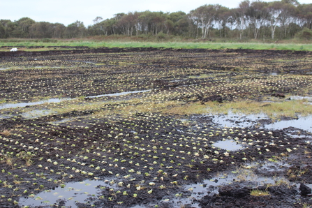 Carbon farm planted with sphagnum moss plugs - Winmarleigh