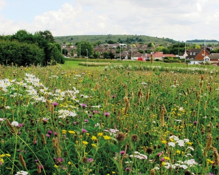 Amenity grassland with wildflower areas - Helen Hoyle