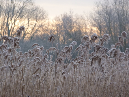 frozen reeds