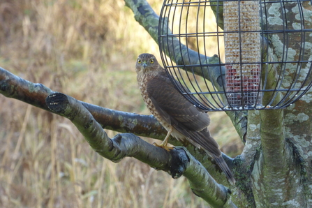 sparrowhawk at Lackford Lakes