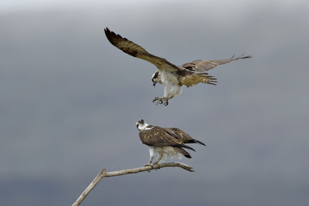 Ospreys preparing to mate - Andy Rouse