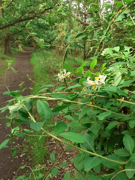 Honeysuckle at Snape Marshes - Charlie McMurray