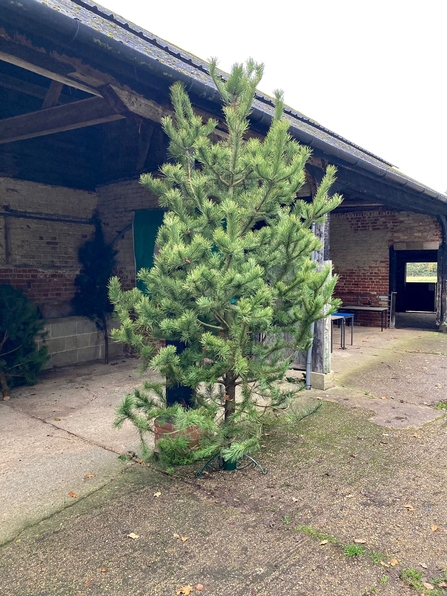 Recycled pine for Christmas at Foxburrow Farm - Ben Calvesbert