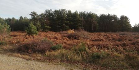 Scrub clearance to favour woodlark at Rendlesham Forest, Gabby King