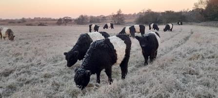 ‘Belties’ in the morning frost at Carlton Marshes – Gavin Durrant 