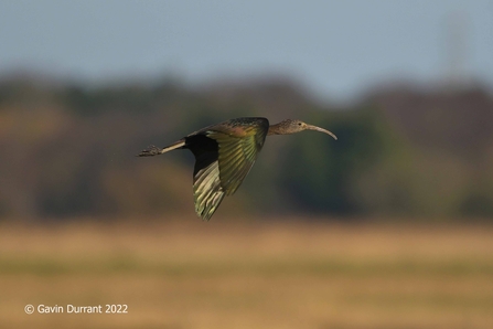 Glossy ibis at Carlton Marshes - Gavin Durrant