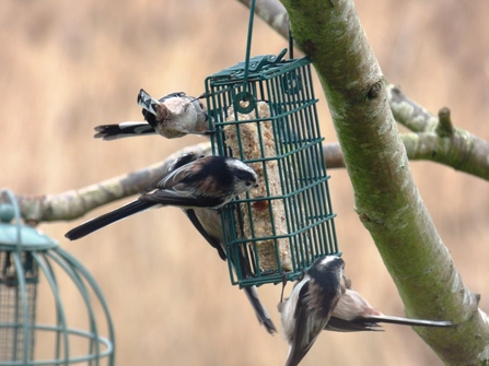 long-tailed tits 