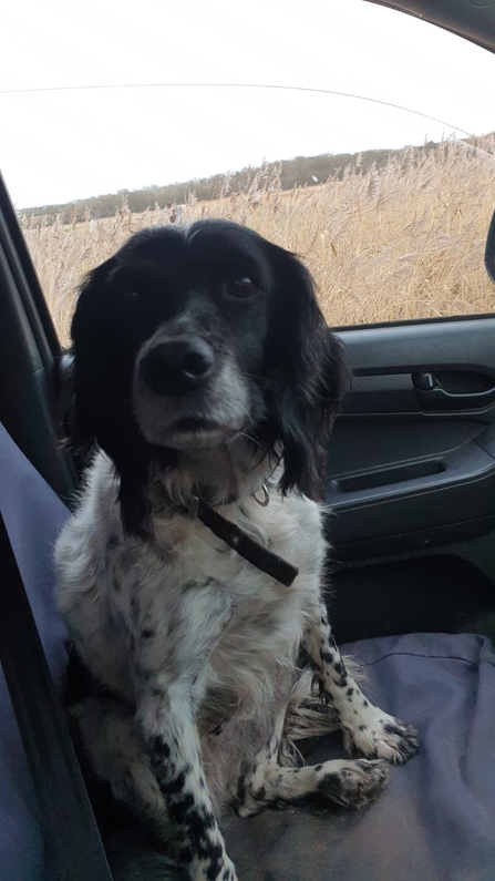 Rescued dog at Trimley Marshes (note slight look of guilt on the face!)