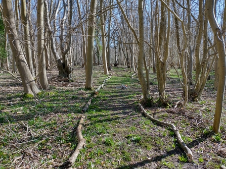 New path at Reydon Wood – Jamie Smith 