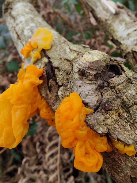Yellow brain fungus at Knettishall Heath – David Stansfeld 