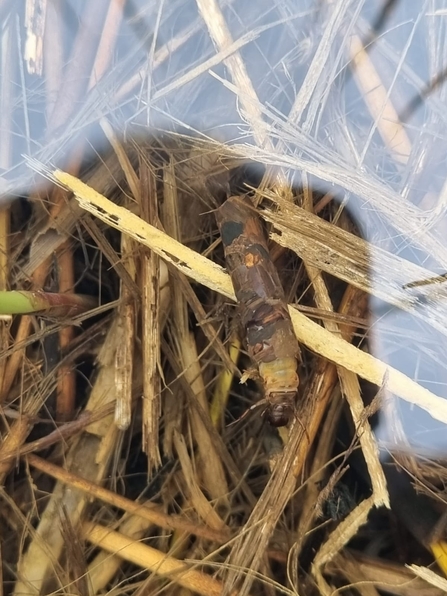Caddisfly larvae at Lackford Lakes – Joe Bell-Tye 