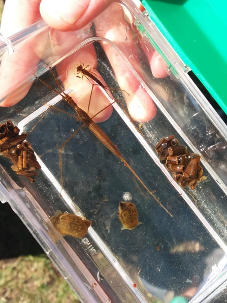 Caddies fly larvae, damselfly larva, snails and a water stick insect