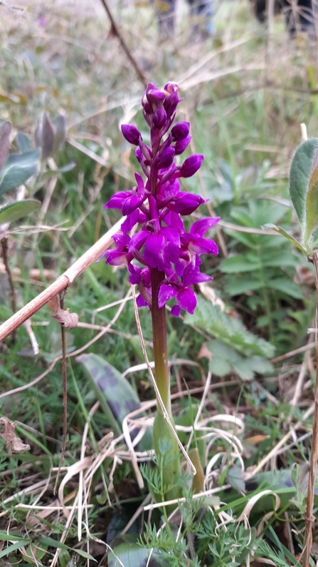 Early purple orchid – Alex Lack 