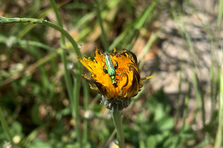 Thick legged flower beetle - Sarah Groves