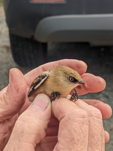 Juvenile bearded tit ringed at Hen Reedbeds – Jamie Smith 