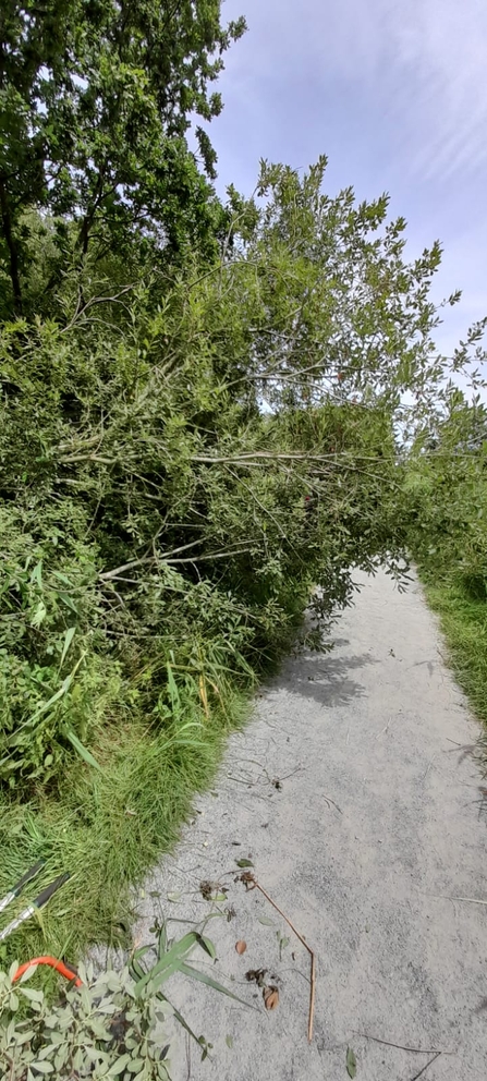 Clearing partially fallen split tree – Gavin Durrant 