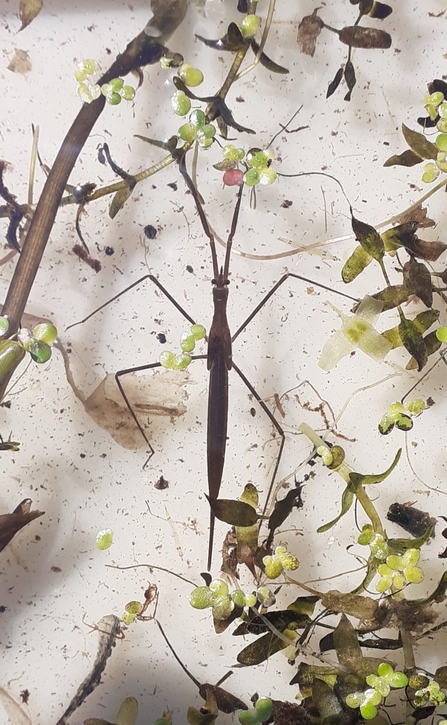 Water stick insect – Louise Gregory 