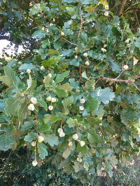 Pedunculate oak – Andy Hickinbotham 
