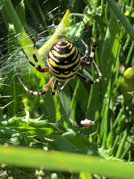 1st wasp spider recorded at Darsham Marshes - Paul Wilson 