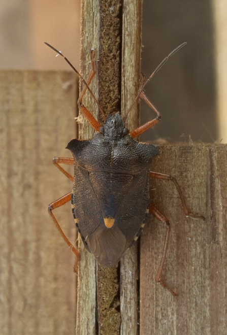 Forest Bug at Church Farm – Dan Doughty 