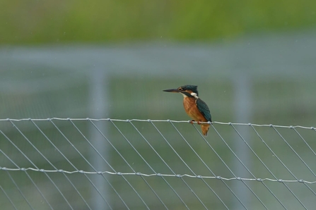 Kingfisher at Peto’s Marsh – Gavin Durrant 