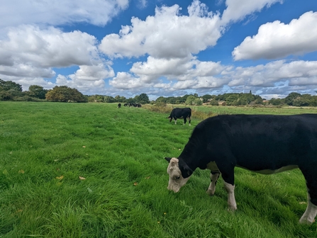 Cows grazing at Church Farm – Jamie Smith 