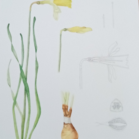 Level 4 Botanical Illustration Course - Daffodil Study 