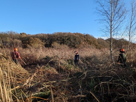 Reedbed management at Snape Marshes - Rachel Norman 