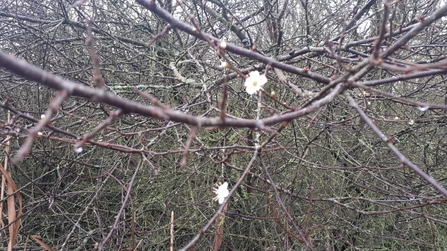 Early spring blossom – Joe Underwood 