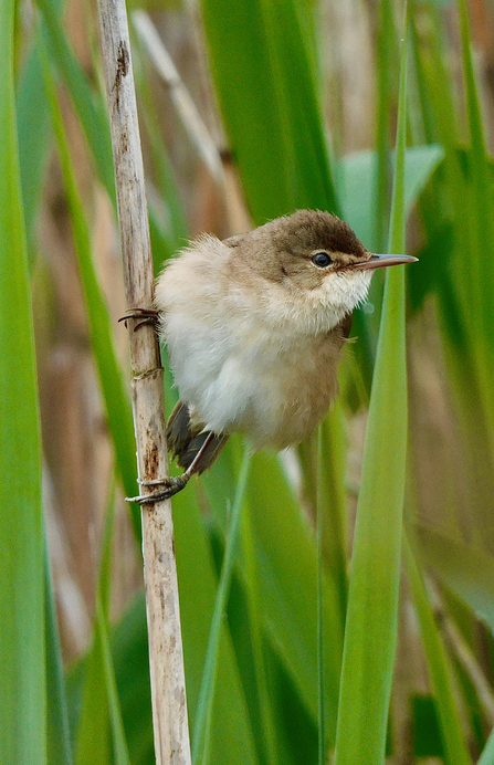 Under 11's winner and overall Young Photographer winner, Daniel Hale, reed warbler