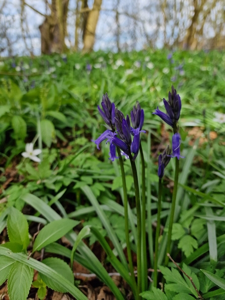Bluebell starting to flower at Bradfield Woods – Anneke Emery