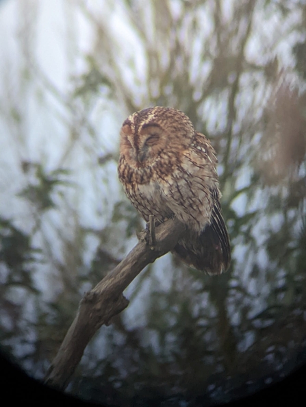 Tawny owl at Dingle Marshes - Jamie Smith 