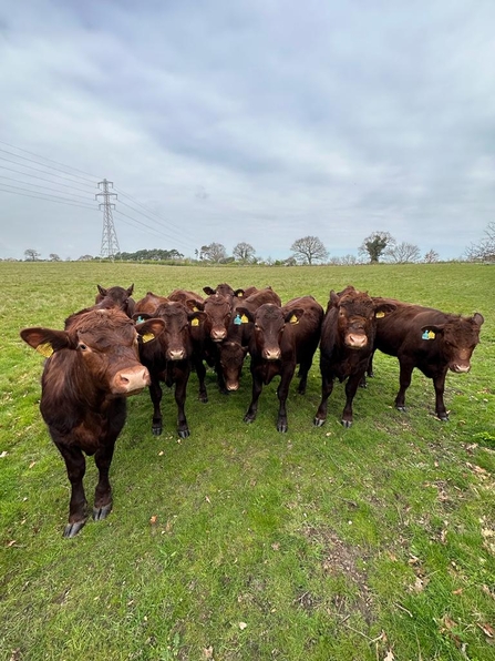 Suffolk Red Poll conservation grazers at Lound Lakes – Andy Hickinbotham 