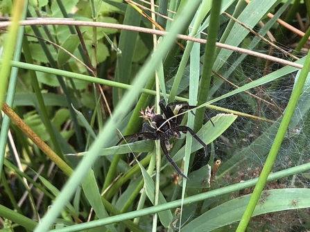 Fen raft spider at Carlton Marshes Suffolk