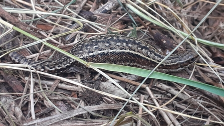 Gravid common lizard at Trimley Marshes – Joe Underwood 