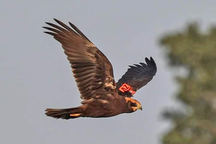Marsh harrier tagged at Hen Reedbeds - Ian Rouse 