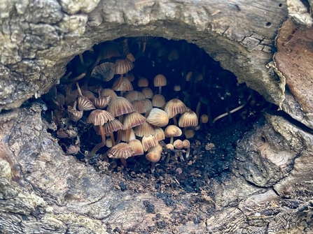 Fungi at Foxburrow - Ben Calvesbert 