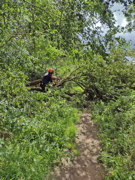 Lewis clearing a fallen tree across a footpath at Oulton Marsh today – Frances Lear  