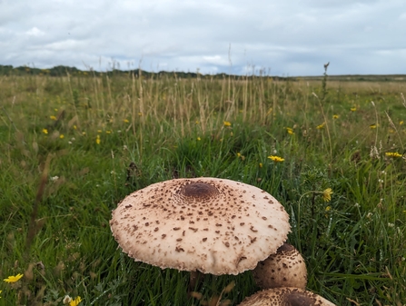  Parasol fungi are thriving at Dingle Marshes – Jamie Smith 